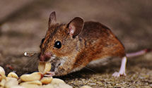 24 Hour & Emergency Exterminators in Caldwell, ID